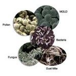 Dustmite-Bacteria-Pollen-Mold-Fungus
