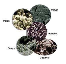 Dustmite-Bacteria-Pollen-Mold-Fungus_full