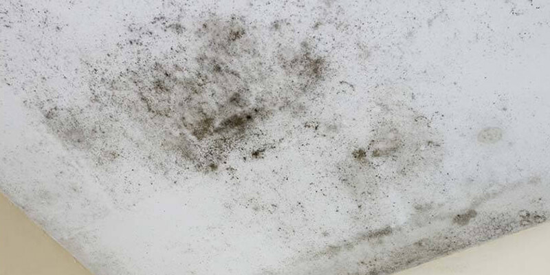 Mold Growth - Extreme Air Duct Cleaning and Restoration Services