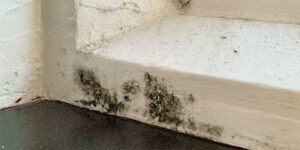 Which Mold Types Are Most Commonly Found In Your Air Ducts - Extreme Air Duct Cleaning and Restoration Services